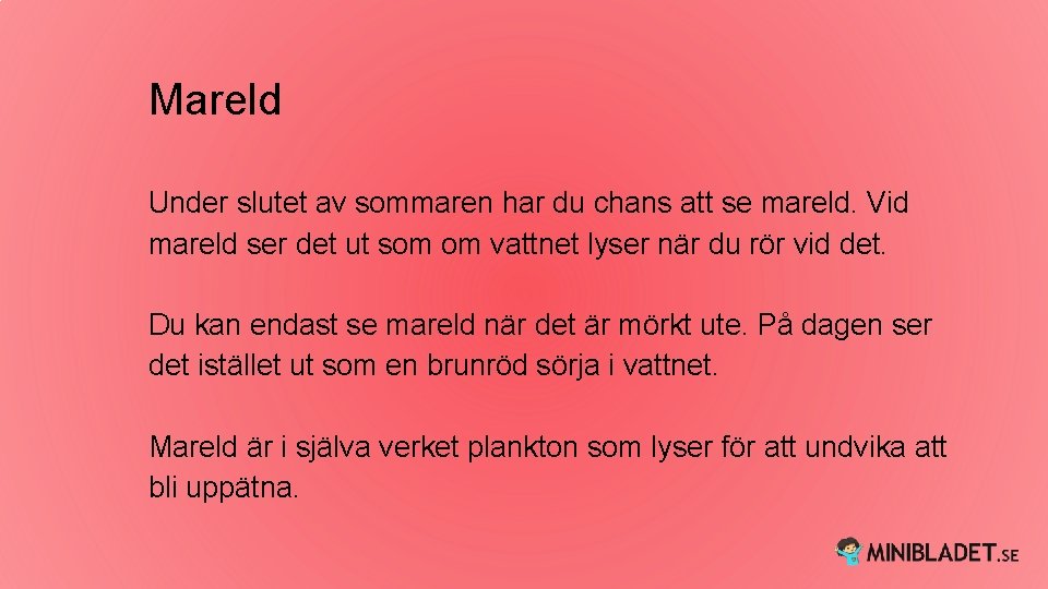 Mareld Under slutet av sommaren har du chans att se mareld. Vid mareld ser