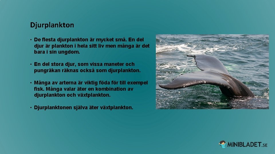 Djurplankton • De flesta djurplankton är mycket små. En del djur är plankton i