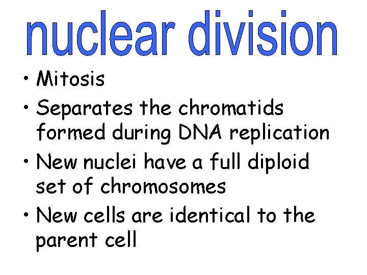  • Mitosis • Separates the chromatids formed during DNA replication • New nuclei