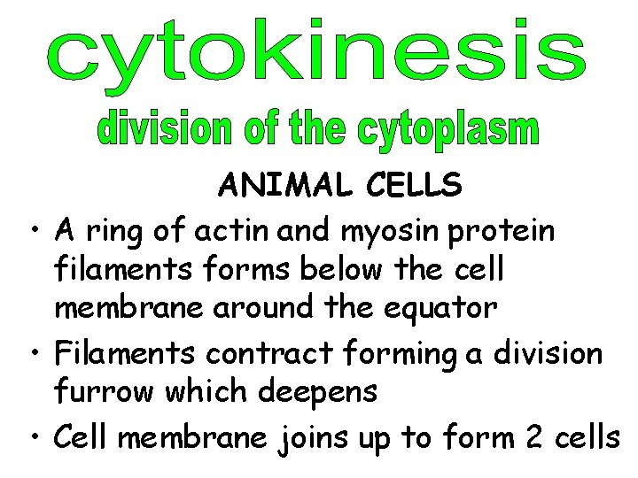 ANIMAL CELLS • A ring of actin and myosin protein filaments forms below the