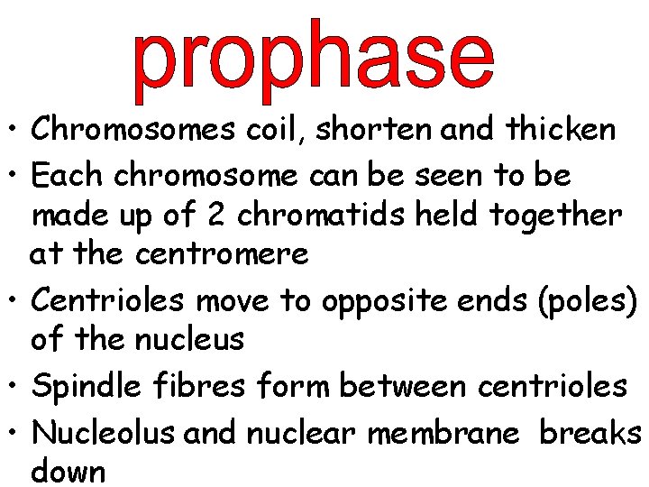  • Chromosomes coil, shorten and thicken • Each chromosome can be seen to