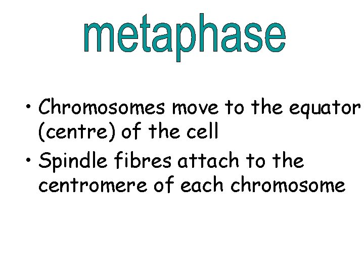  • Chromosomes move to the equator (centre) of the cell • Spindle fibres