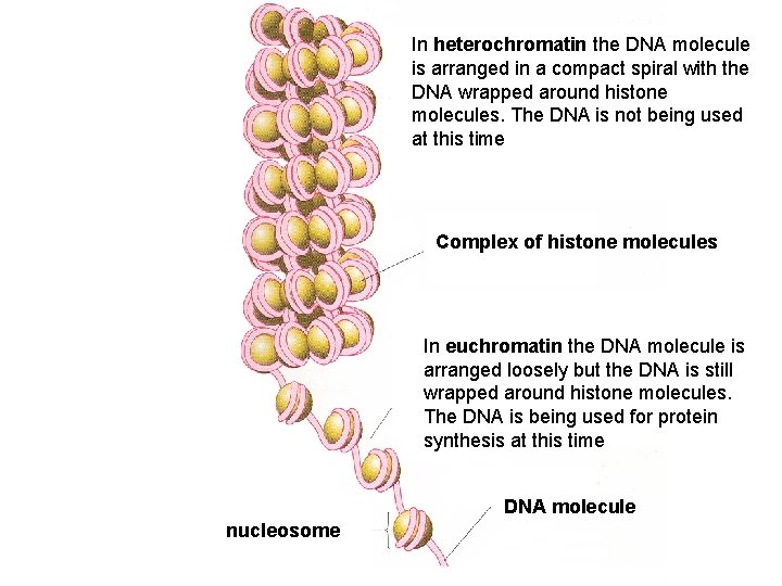 In heterochromatin the DNA molecule is arranged in a compact spiral with the DNA