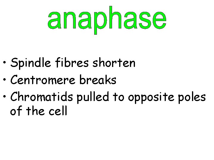  • Spindle fibres shorten • Centromere breaks • Chromatids pulled to opposite poles