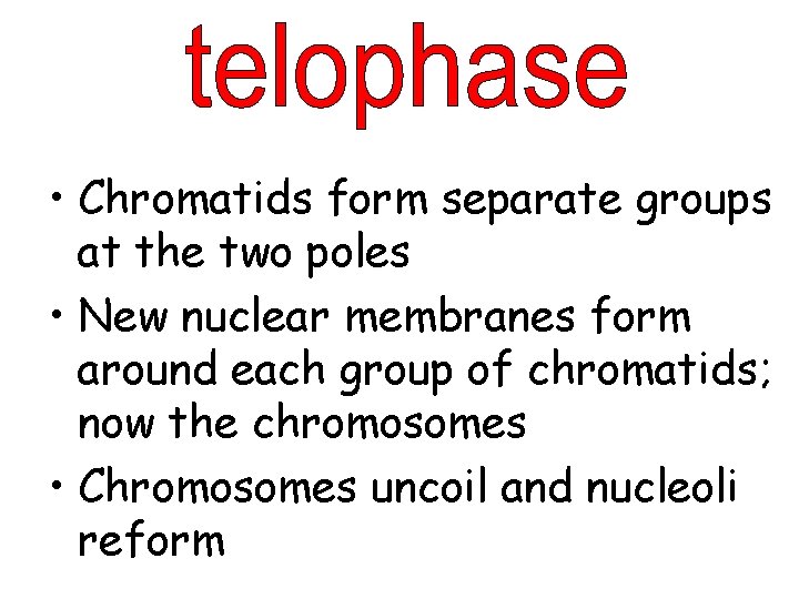  • Chromatids form separate groups at the two poles • New nuclear membranes