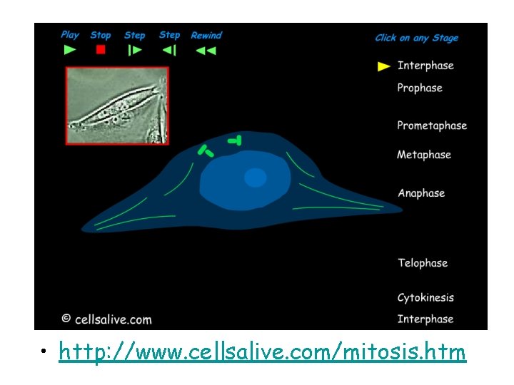  • http: //www. cellsalive. com/mitosis. htm 