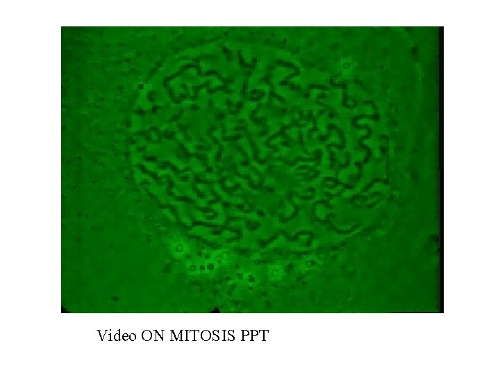 Video ON MITOSIS PPT 