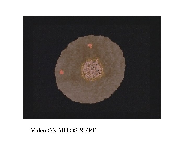 Video ON MITOSIS PPT 