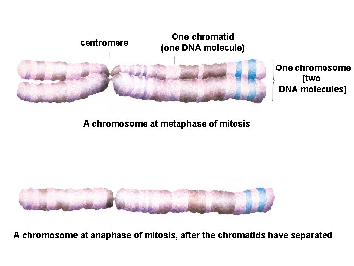 centromere One chromatid (one DNA molecule) One chromosome (two DNA molecules) A chromosome at