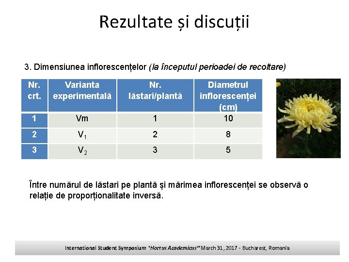 Rezultate și discuții 3. Dimensiunea inflorescențelor (la începutul perioadei de recoltare) Nr. crt. Varianta