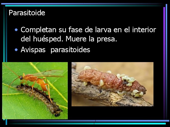 Parasitoide • Completan su fase de larva en el interior del huésped. Muere la