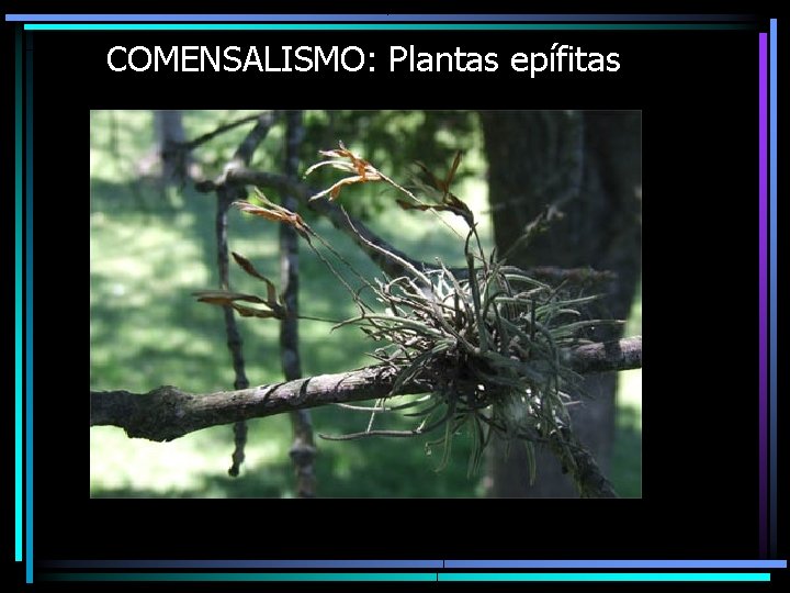COMENSALISMO: Plantas epífitas 