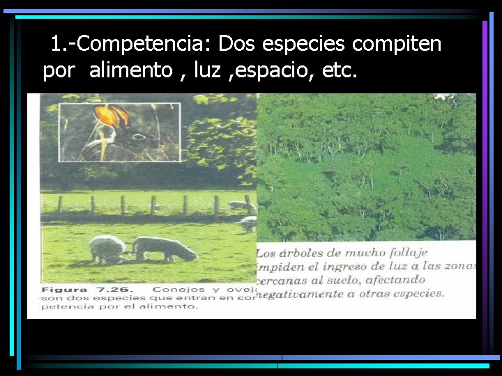 1. -Competencia: Dos especies compiten por alimento , luz , espacio, etc. 