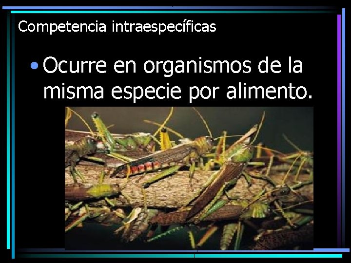 Competencia intraespecíficas • Ocurre en organismos de la misma especie por alimento. 