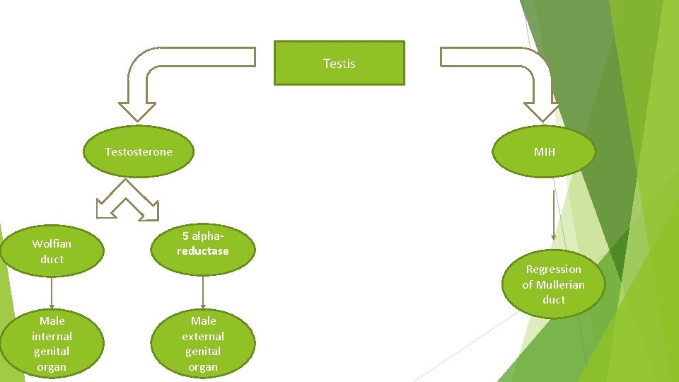 Testis Testosterone Wolfian duct Male internal genital organ MIH 5 alphareductase Regression of Mullerian