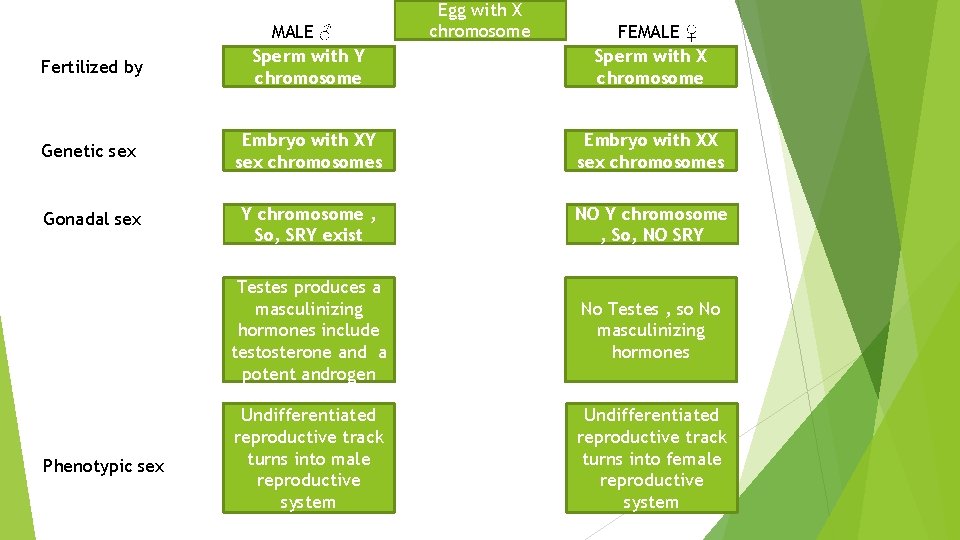 Fertilized by MALE ♂ Sperm with Y chromosome Egg with X chromosome FEMALE ♀