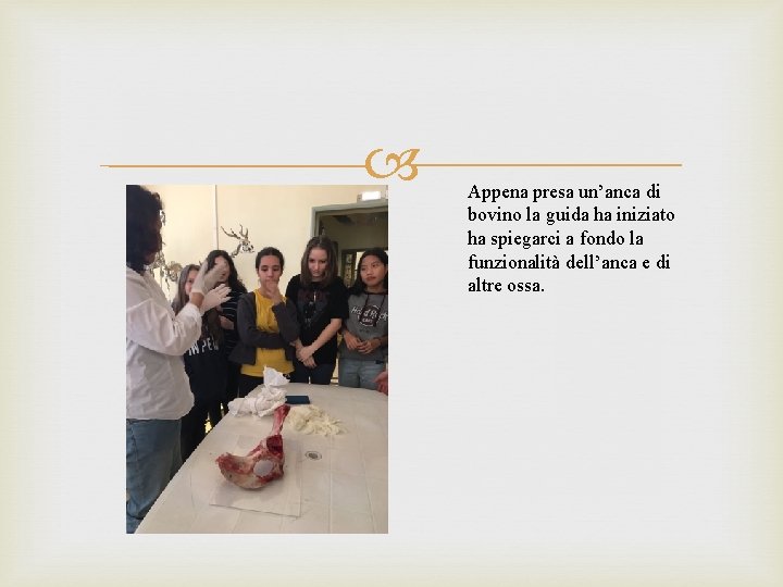  Appena presa un’anca di bovino la guida ha iniziato ha spiegarci a fondo