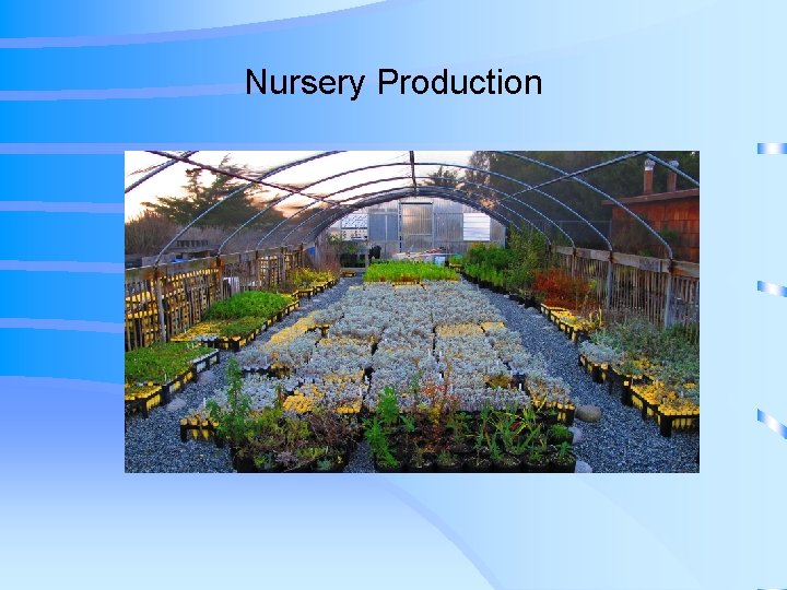 Nursery Production 