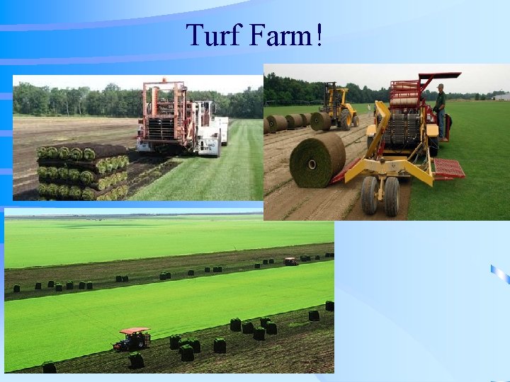 Turf Farm! 