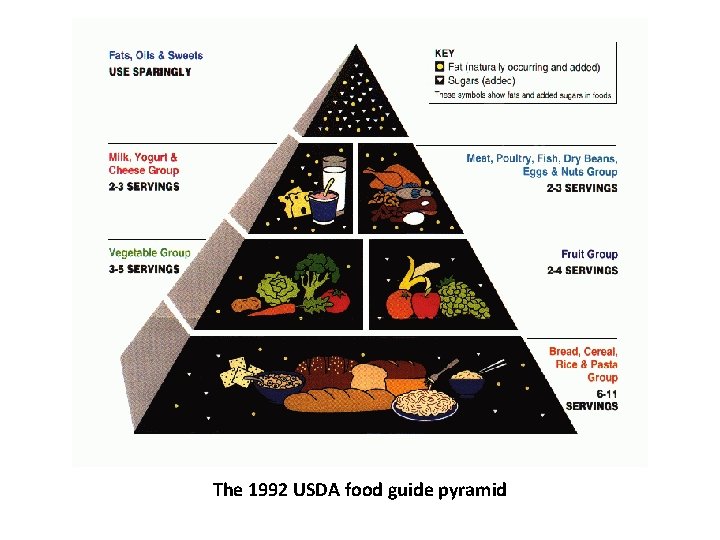 The 1992 USDA food guide pyramid 