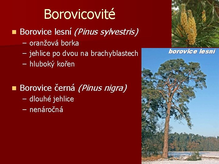 Borovicovité n Borovice lesní (Pinus sylvestris) – oranžová borka – jehlice po dvou na