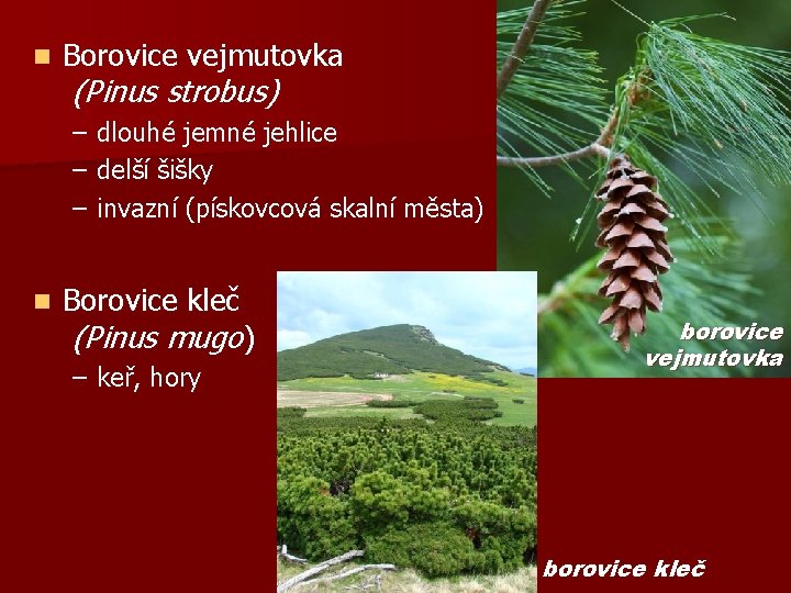 n Borovice vejmutovka (Pinus strobus) – – – n dlouhé jemné jehlice delší šišky