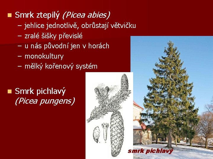 n Smrk ztepilý (Picea abies) – – – jehlice jednotlivě, obrůstají větvičku zralé šišky
