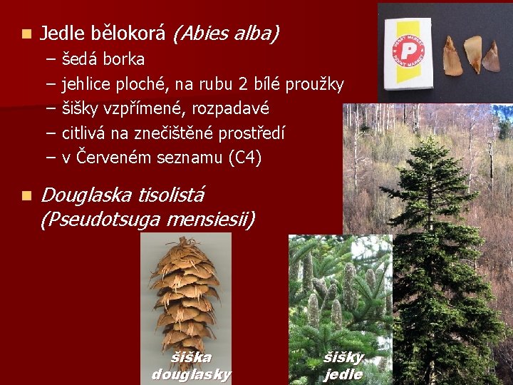 n Jedle bělokorá (Abies alba) – – – n šedá borka jehlice ploché, na