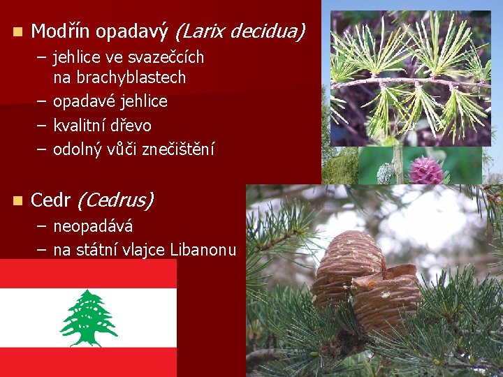 n Modřín opadavý (Larix decidua) – jehlice ve svazečcích na brachyblastech – opadavé jehlice