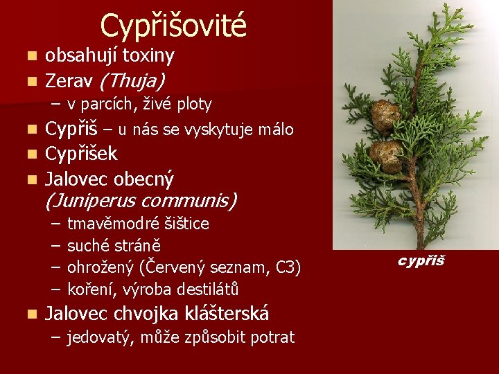 Cypřišovité obsahují toxiny n Zerav (Thuja) n – v parcích, živé ploty n Cypřiš