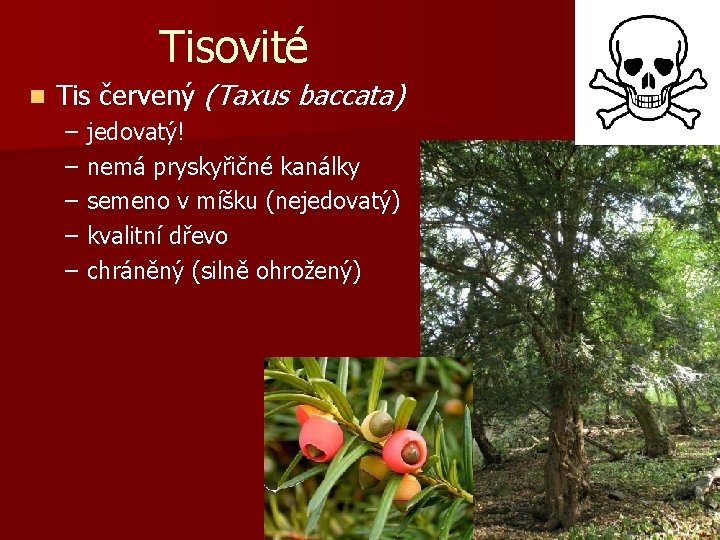 Tisovité n Tis červený (Taxus baccata) – – – jedovatý! nemá pryskyřičné kanálky semeno