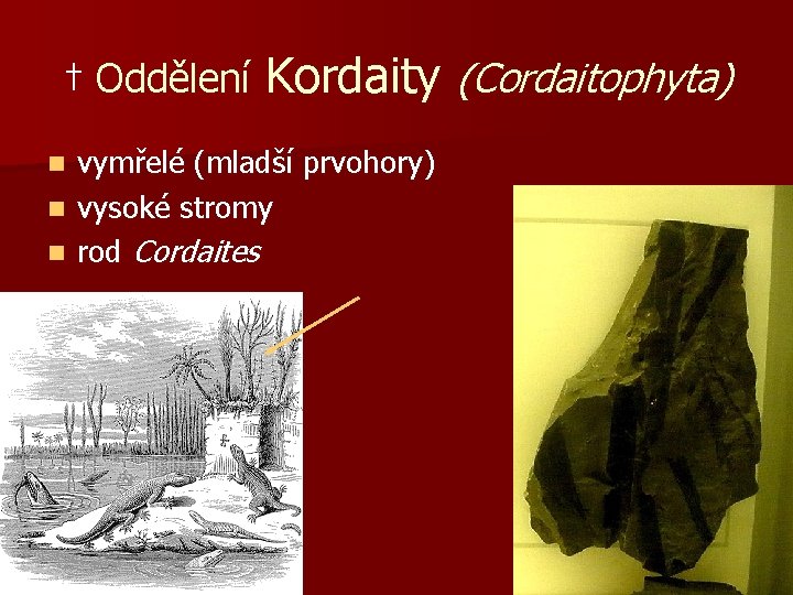 † Oddělení Kordaity (Cordaitophyta) vymřelé (mladší prvohory) n vysoké stromy n rod Cordaites n