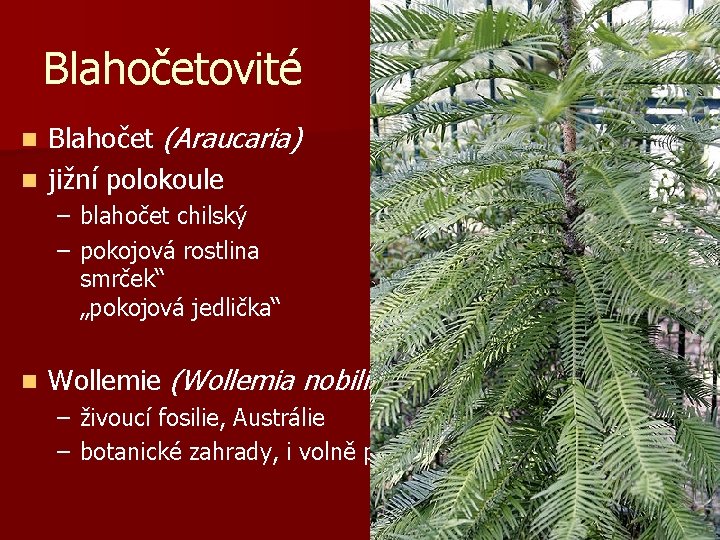 Blahočetovité Blahočet (Araucaria) n jižní polokoule n Araucaria – blahočet chilský angustifolia – pokojová