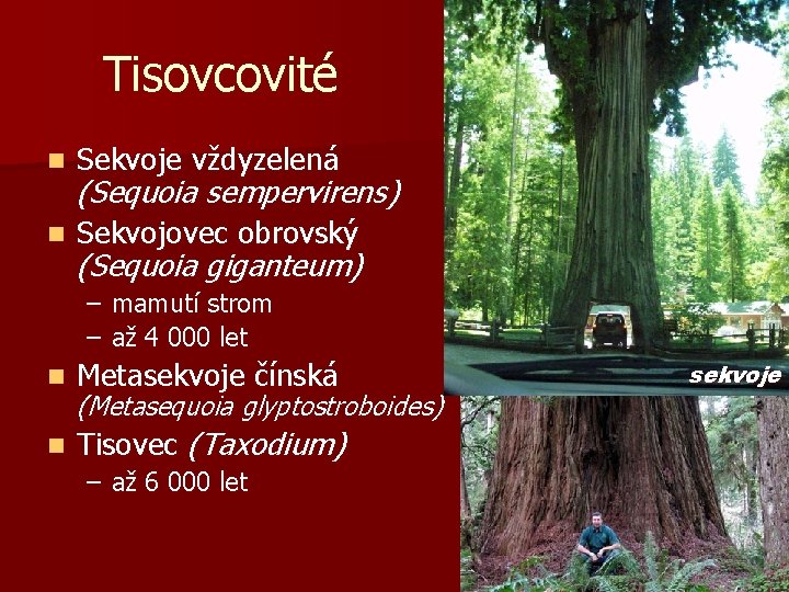 Tisovcovité n Sekvoje vždyzelená n Sekvojovec obrovský (Sequoia sempervirens) (Sequoia giganteum) – mamutí strom