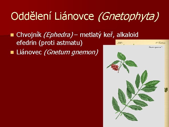 Oddělení Liánovce (Gnetophyta) Chvojník (Ephedra) – metlatý keř, alkaloid efedrin (proti astmatu) n Liánovec