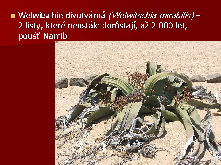 n Welwitschie divutvárná (Welwitschia mirabilis) – 2 listy, které neustále dorůstají, až 2 000