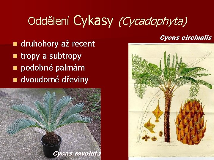 Oddělení Cykasy (Cycadophyta) druhohory až recent n tropy a subtropy n podobné palmám n