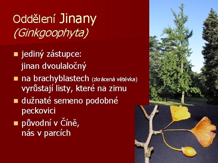 Oddělení Jinany (Ginkgoophyta) jediný zástupce: jinan dvoulaločný n na brachyblastech (zkrácená větévka) vyrůstají listy,