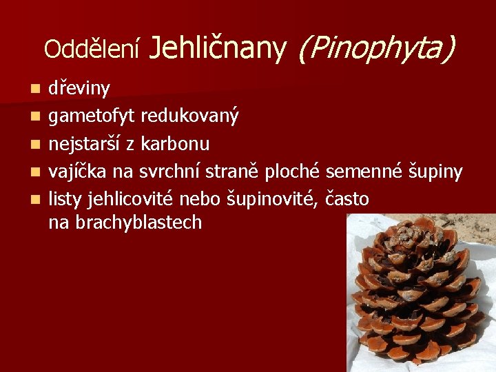 Oddělení Jehličnany (Pinophyta) n n n dřeviny gametofyt redukovaný nejstarší z karbonu vajíčka na