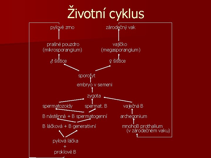 Životní cyklus pylové zrno zárodečný vak prašné pouzdro vajíčko (mikrosporangium) (megasporangium) ♂ šištice ♀