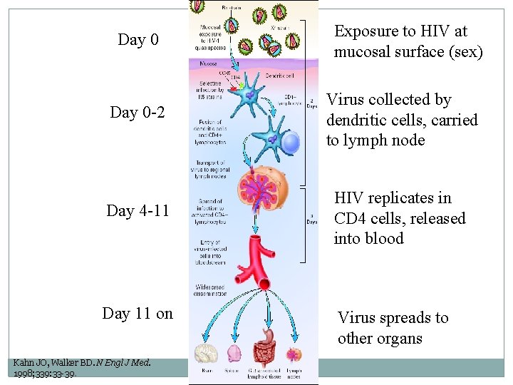 Exposure to HIV at mucosal surface (sex) Day 0 -2 Virus collected by dendritic Exposure to HIV at mucosal surface (sex) Day 0 -2 Virus collected by dendritic