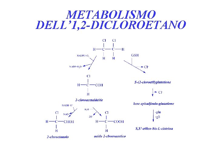 METABOLISMO DELL’ 1, 2 -DICLOROETANO 