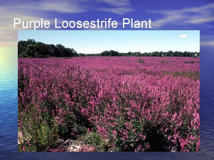 Purple Loosestrife Plant 