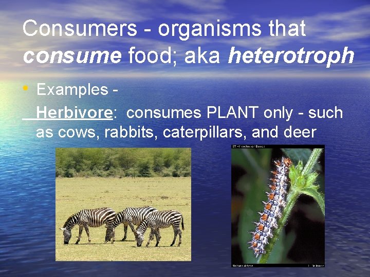 Consumers - organisms that consume food; aka heterotroph • Examples Herbivore: consumes PLANT only