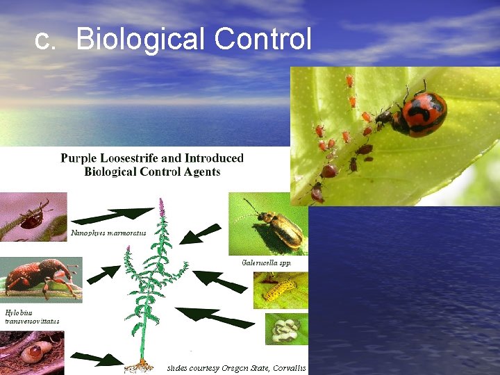 c. Biological Control 