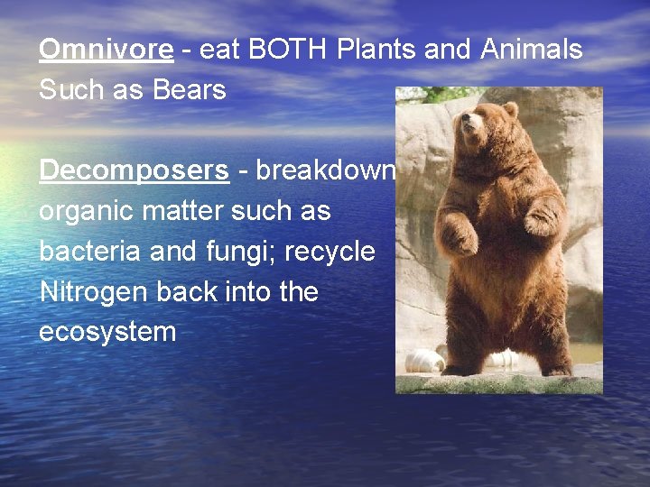 Omnivore - eat BOTH Plants and Animals Such as Bears Decomposers - breakdown organic