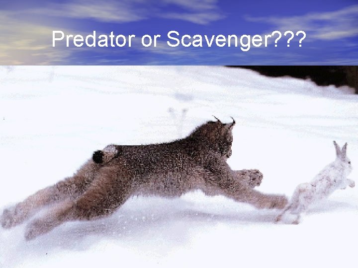 Predator or Scavenger? ? ? 