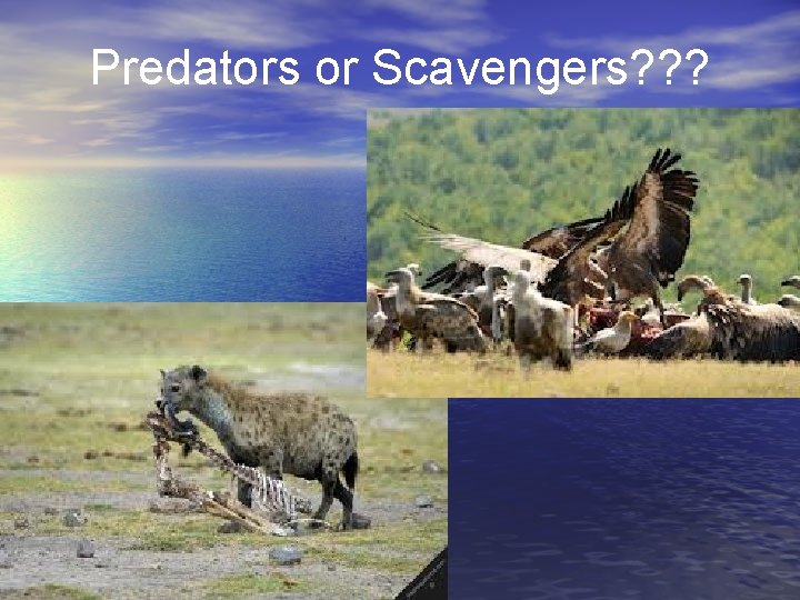 Predators or Scavengers? ? ? 