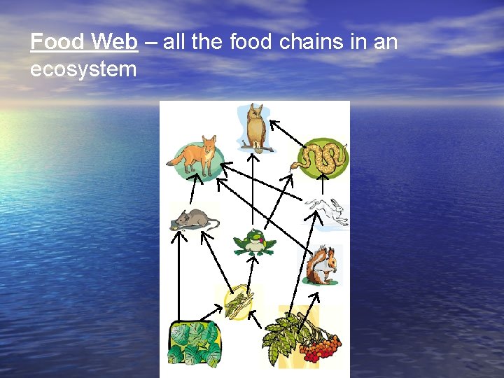 Food Web – all the food chains in an ecosystem 