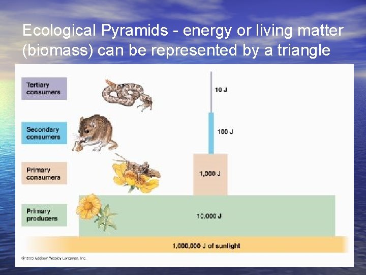 Ecological Pyramids - energy or living matter (biomass) can be represented by a triangle